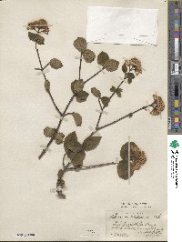 Viburnum carlesii var. bitchiuense image