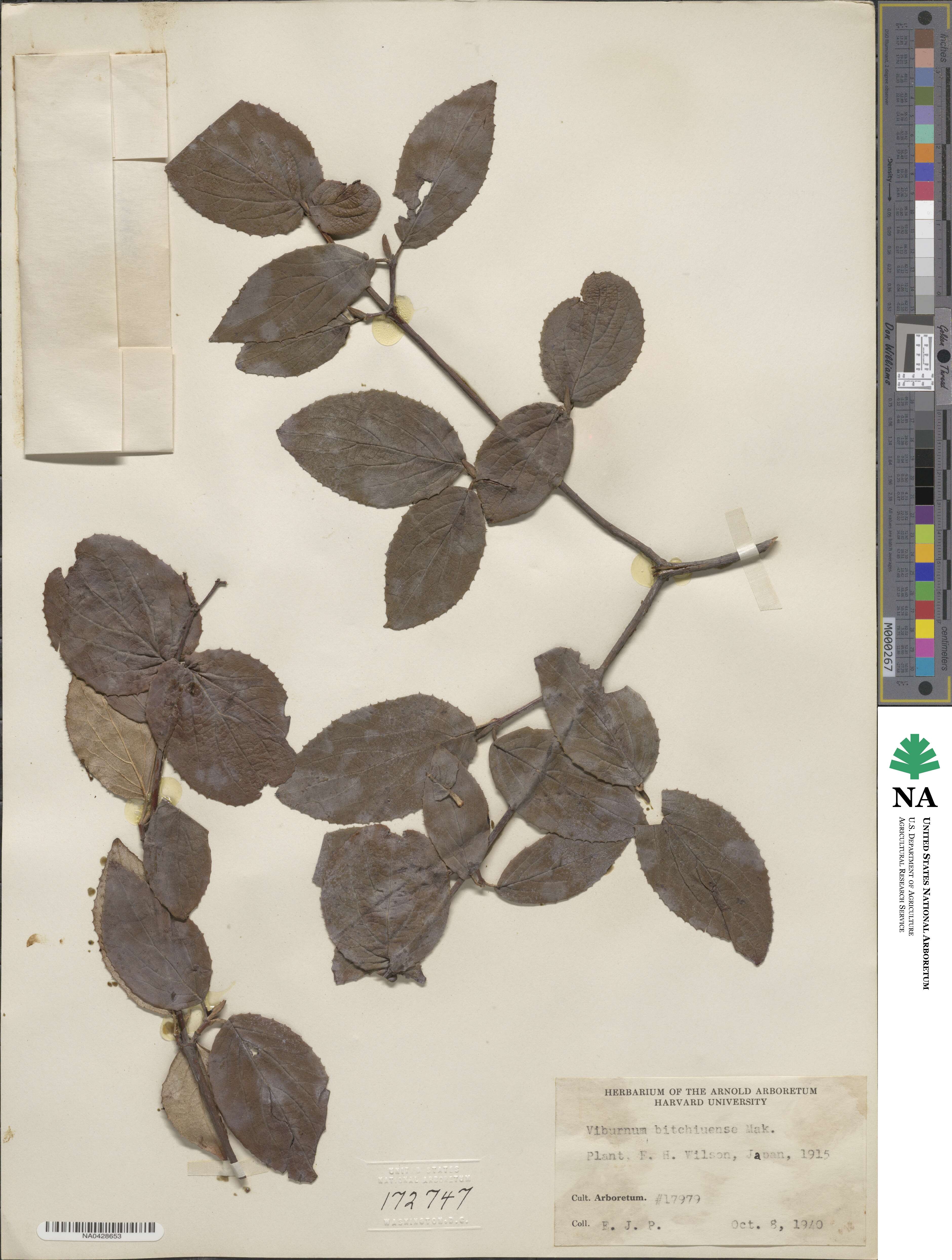 Viburnum carlesii var. bitchiuense image