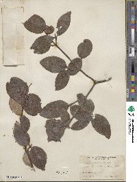 Viburnum carlesii var. bitchiuense image