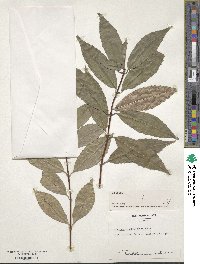 Viburnum brachybotryum image