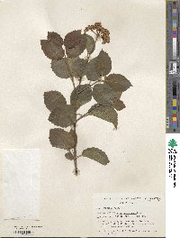 Viburnum bracteatum image