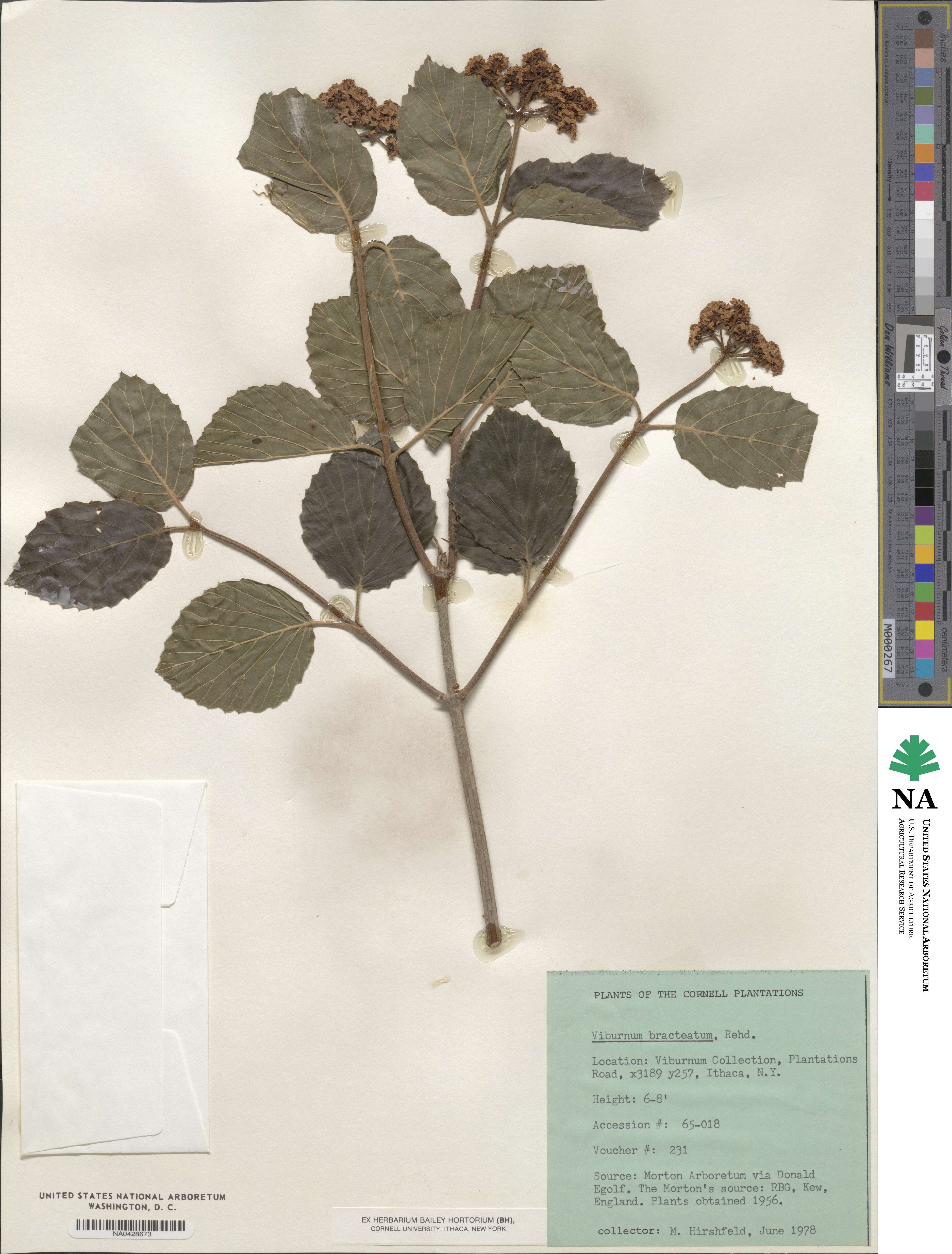 Viburnum bracteatum image