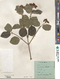 Viburnum bracteatum image