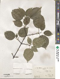 Viburnum bracteatum image