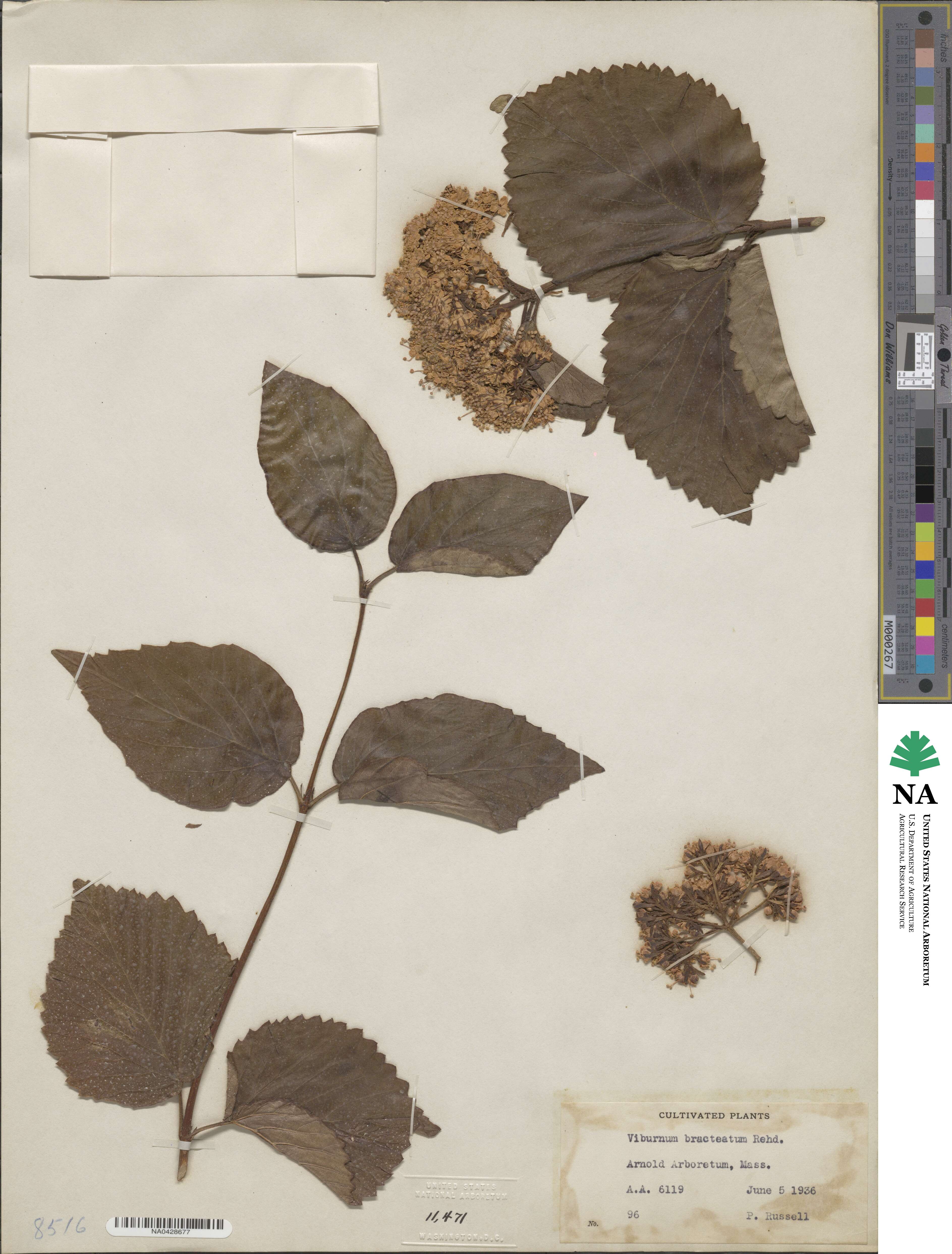 Viburnum bracteatum image