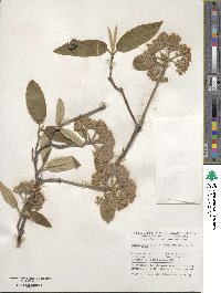 Viburnum buddleifolium image