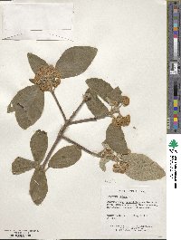 Viburnum buddleifolium image