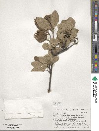 Viburnum burejaeticum image