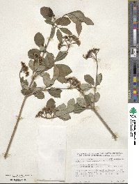 Viburnum burejaeticum image