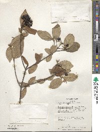 Viburnum burejaeticum image