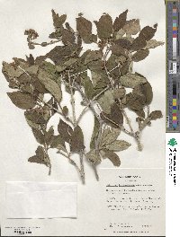 Viburnum burejaeticum image