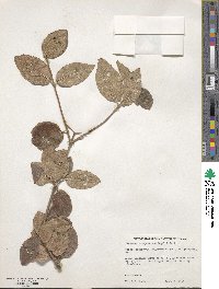 Viburnum burejaeticum image