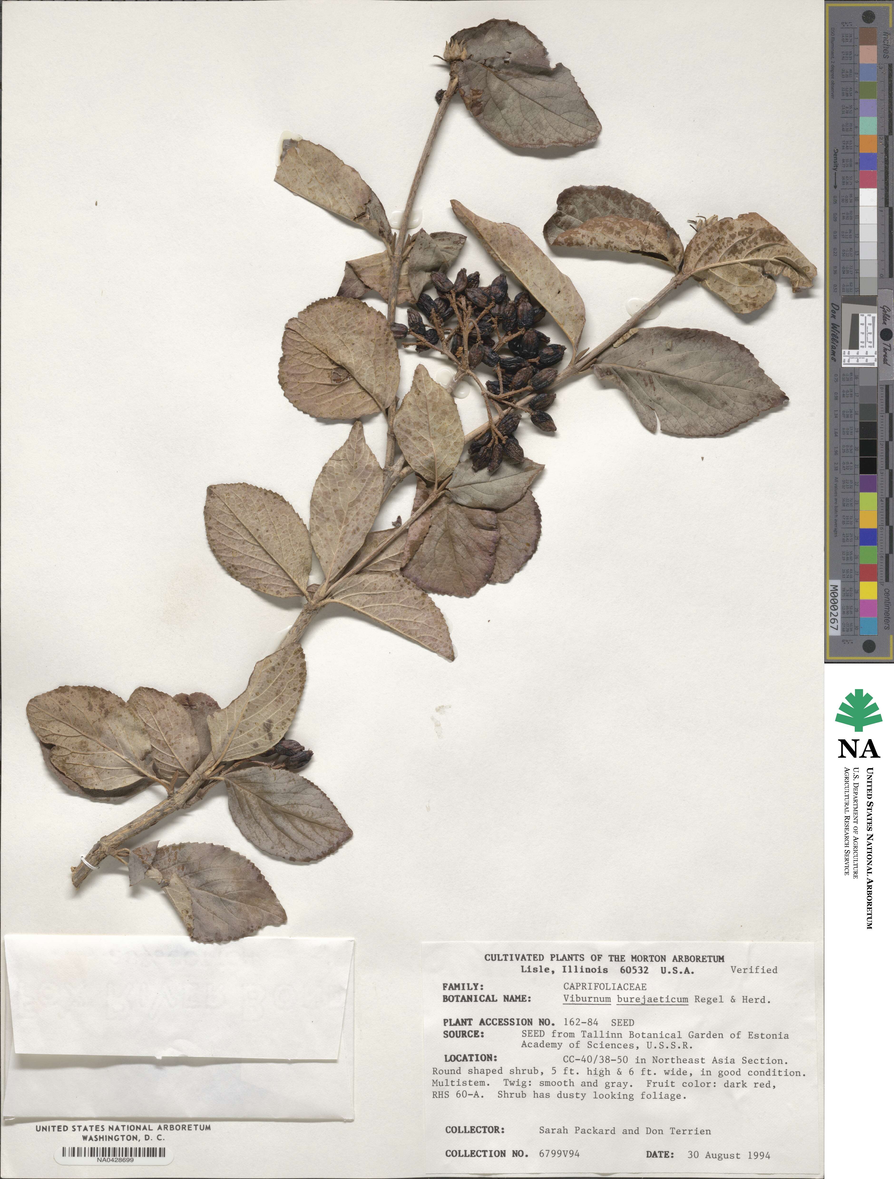 Viburnum burejaeticum image