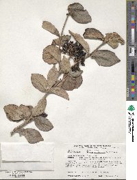 Viburnum burejaeticum image