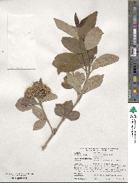 Viburnum burejaeticum image