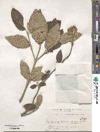 Viburnum burejaeticum image