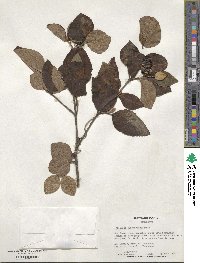 Viburnum burejaeticum image