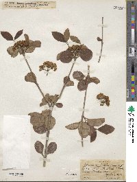 Viburnum burejaeticum image