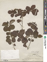 Viburnum burejaeticum image