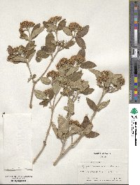 Viburnum burejaeticum image