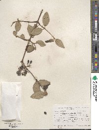 Viburnum × burkwoodii image