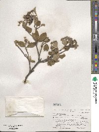 Viburnum × burkwoodii image