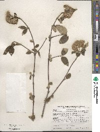 Viburnum × burkwoodii image