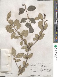 Viburnum × burkwoodii image