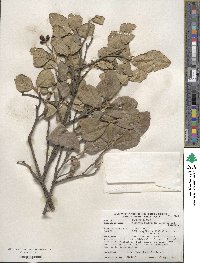 Viburnum × burkwoodii image