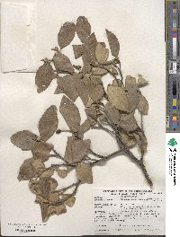 Viburnum × burkwoodii image