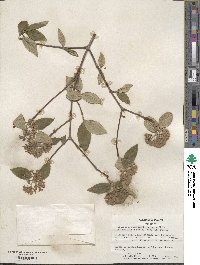 Viburnum × burkwoodii image