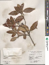 Viburnum × burkwoodii image