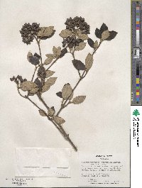 Viburnum × burkwoodii image