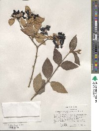 Viburnum × burkwoodii image