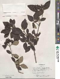 Viburnum × burkwoodii image