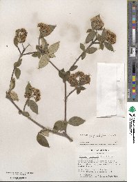 Viburnum × burkwoodii image