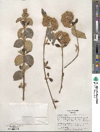 Viburnum × burkwoodii image