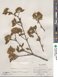 Viburnum × burkwoodii image