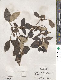 Viburnum × burkwoodii image