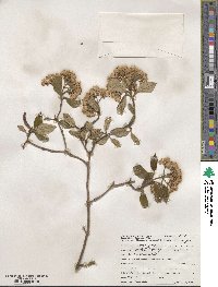 Viburnum × burkwoodii image