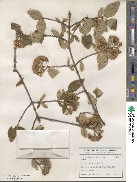 Viburnum × burkwoodii image