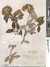 Viburnum × burkwoodii image