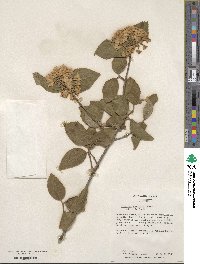 Viburnum carlesii image