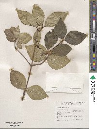 Viburnum carlesii image