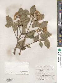 Viburnum carlesii image