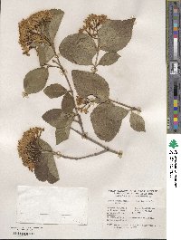 Viburnum carlesii image