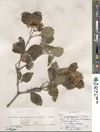 Viburnum carlesii image