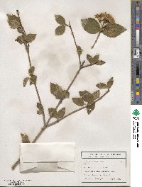 Viburnum carlesii image