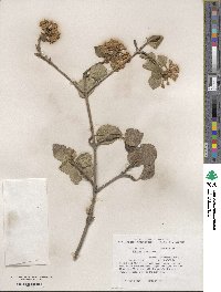 Viburnum carlesii image