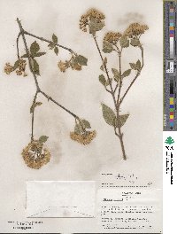 Viburnum carlesii image